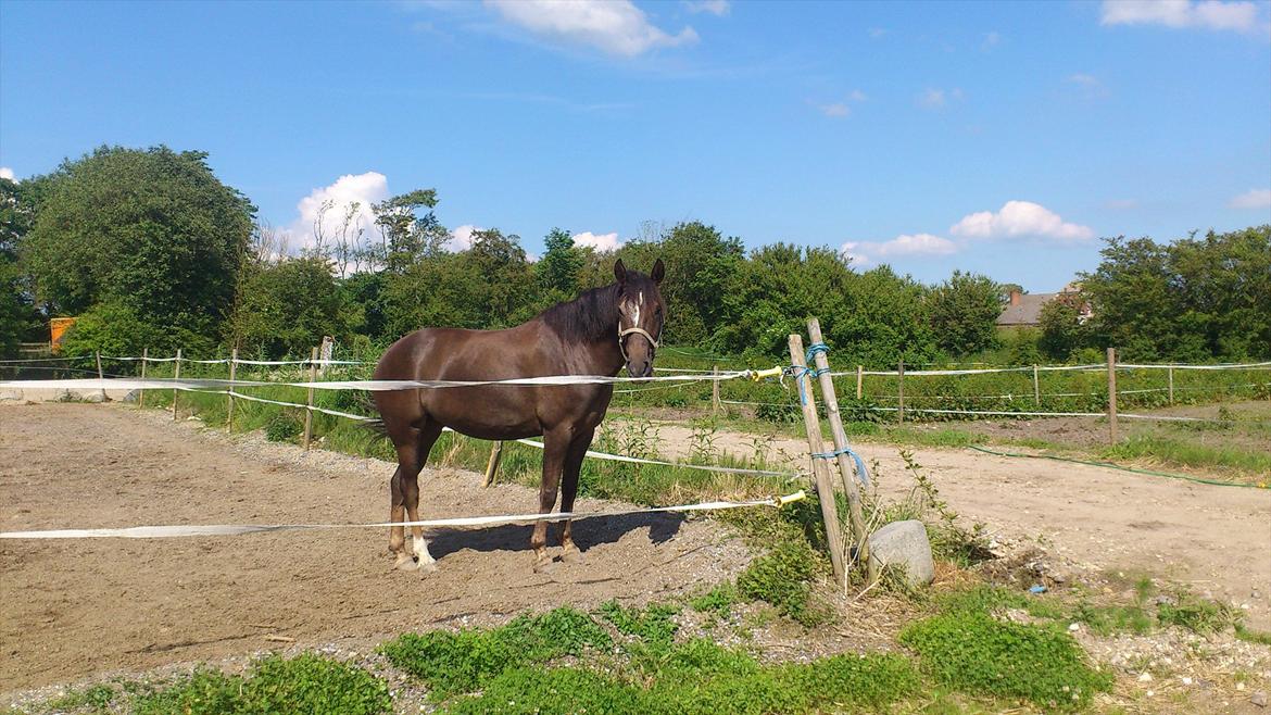 New Forest Elmholts Filicia - Min smukke Filutten på fold, nyder den danske sommervejr kan være lidt varmt og skindene<3 sommen 2012 billede 12