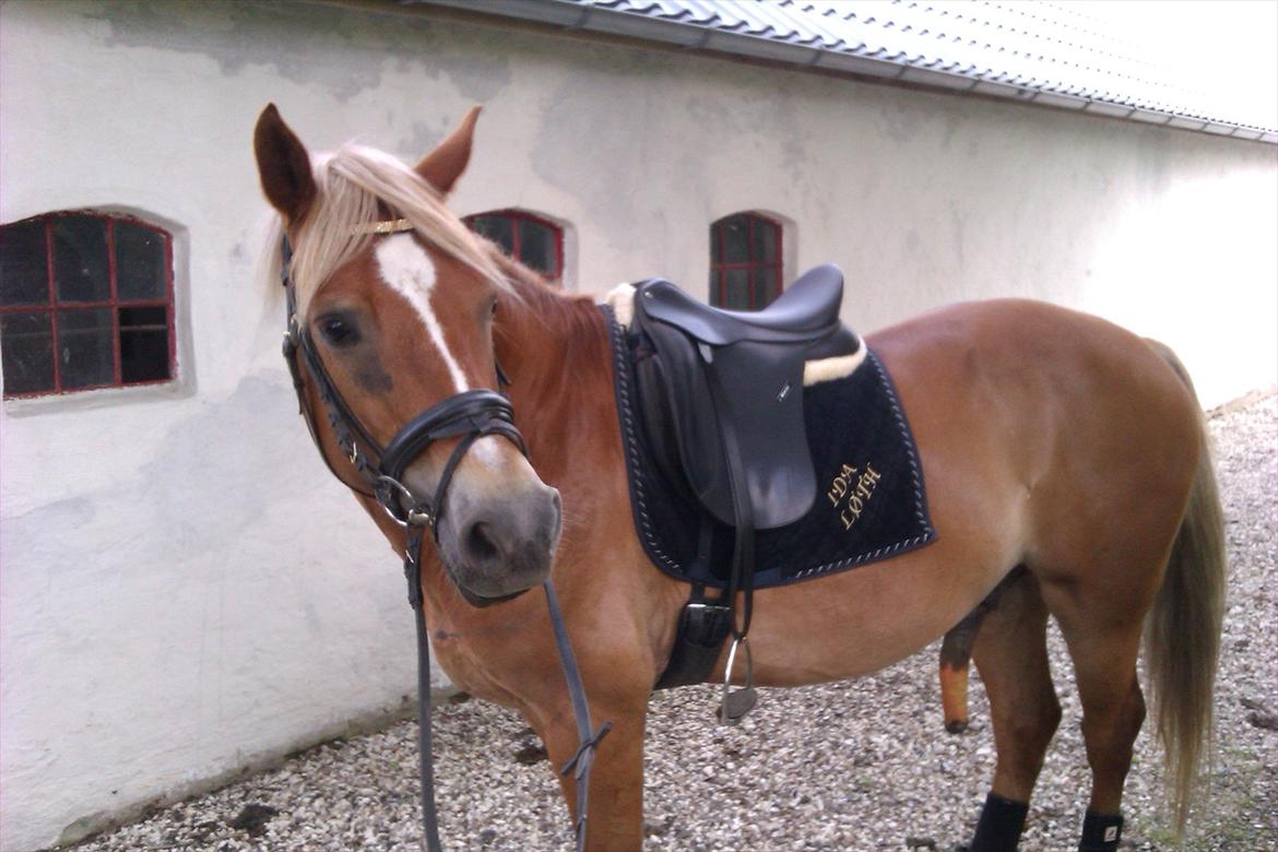 Welsh Cob (sec D) | Kiding Game On  **SOLGT** - Ude foran stalden efter ridning  billede 9