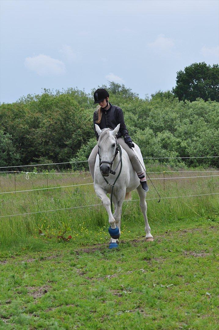 Arabisk fuldblod (OX) Wathana - Red Pollard"You know, everyone thinks that we found this broken down horse and fixed him, but we didn't. He fixed us, every one of us, and I guess in a way we kinda fixed each other, too."
- Seabiscuit billede 12