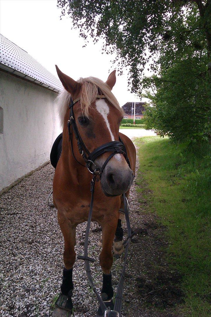Welsh Cob (sec D) | Kiding Game On  **SOLGT** - Så kan man vist heller ikke blive ret meget smukkere!! :-D<3 billede 12