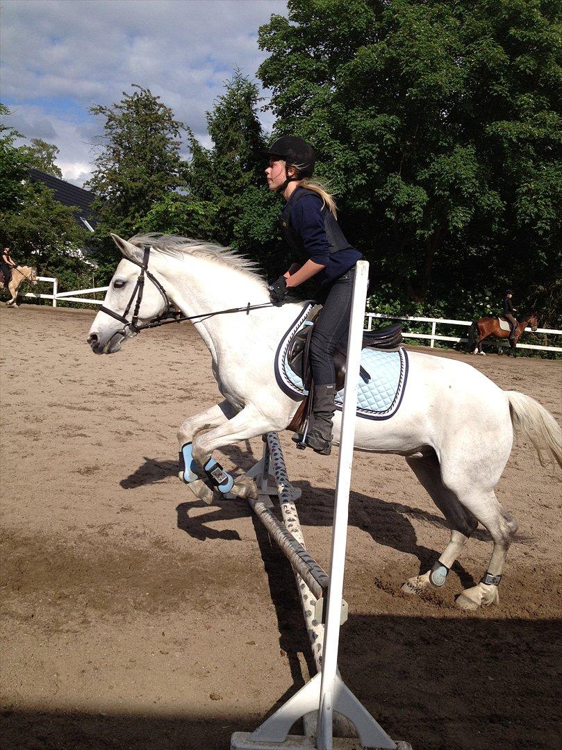 Connemara Columbine<3 - Det er lidt lavt, men det var nu meget sjovt<3<3<3 billede 11