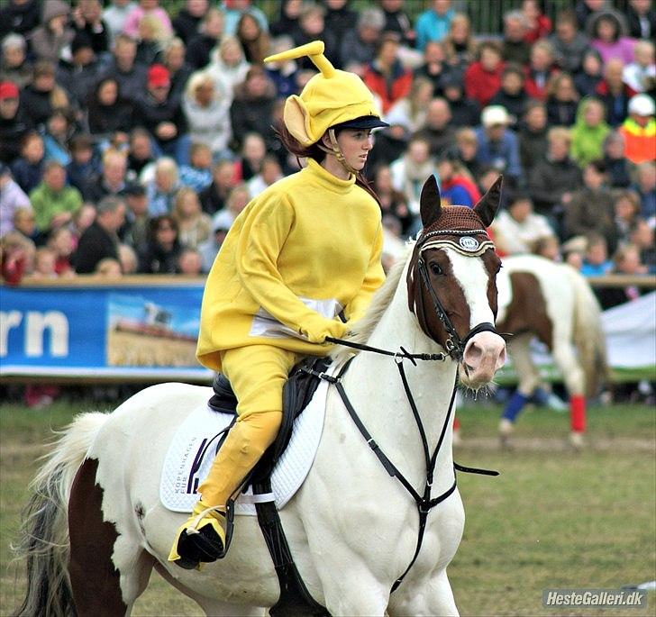 Pinto Picasso(my soulmate) - Foto:Foto: SJÆLLANDSMESTER 2011 FOR FJORDHESTE I DRESSUR !!<3 B billede 11