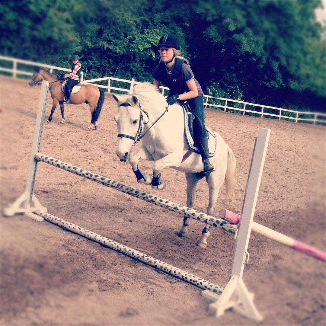 Connemara Columbine<3 - 80 cm<3
Pons'en var så dygtig;)<3
 billede 12