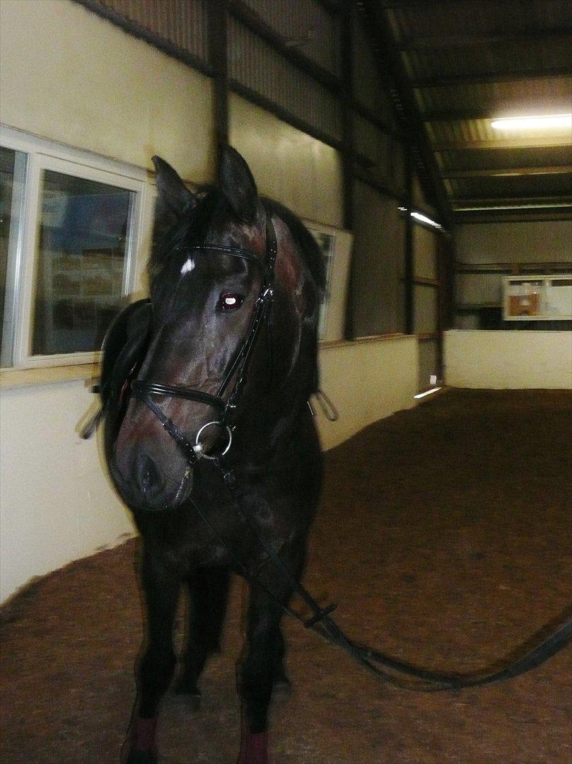 Dansk Varmblod Duet (solgt) - Velkommen til Duet's profil. :)
- Efter træning. :) billede 1