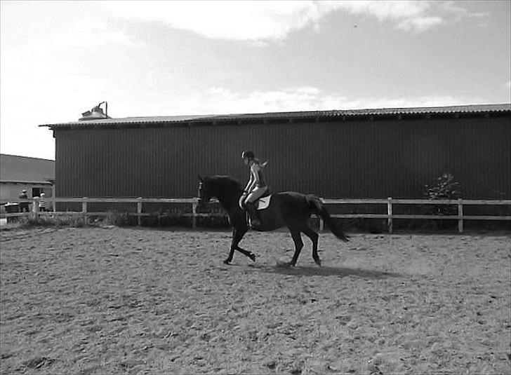 Dansk Varmblod Duet (solgt) - Ved ikke lige hvorfor min mor lavede det gråt. :p billede 2