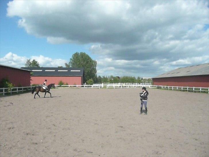 Dansk Varmblod Duet (solgt) - Da jeg prøvede hende. billede 3