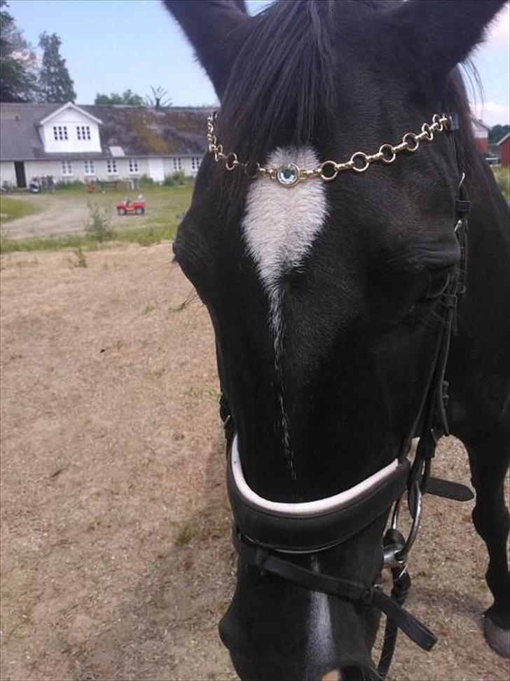 Oldenborg *-Zsa Zsa aka prinsessen <3-* billede 1