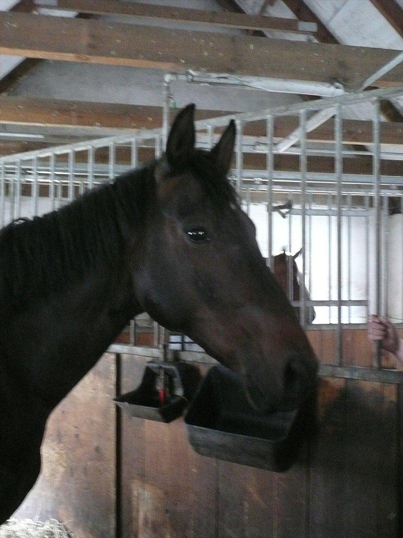 Dansk Varmblod Duet (solgt) - I boksen. :) billede 4