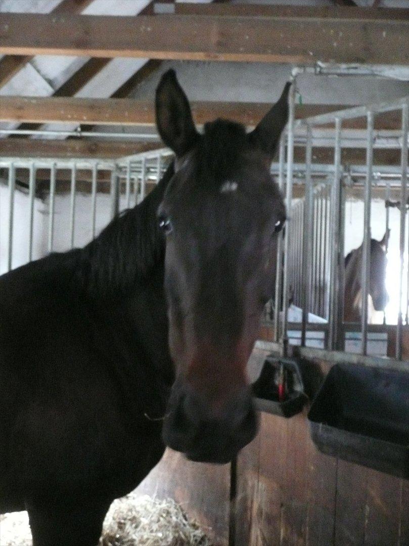 Dansk Varmblod Duet (solgt) billede 5