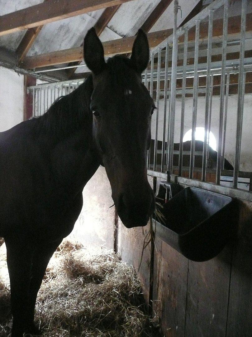 Dansk Varmblod Duet (solgt) - Søde hest. :) billede 6