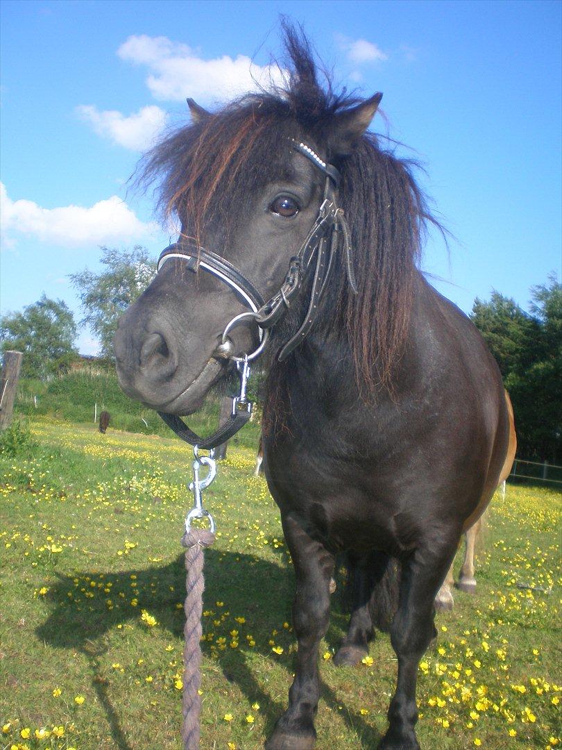 Shetlænder Kirkebakkens Regina ( Rille) - 
taget d.20.06.12. billede 5