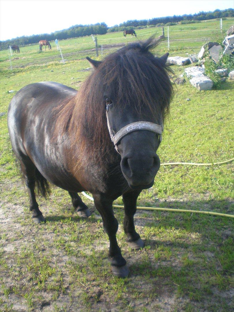 Shetlænder Kirkebakkens Regina ( Rille) - taget d.20.06.12. billede 16