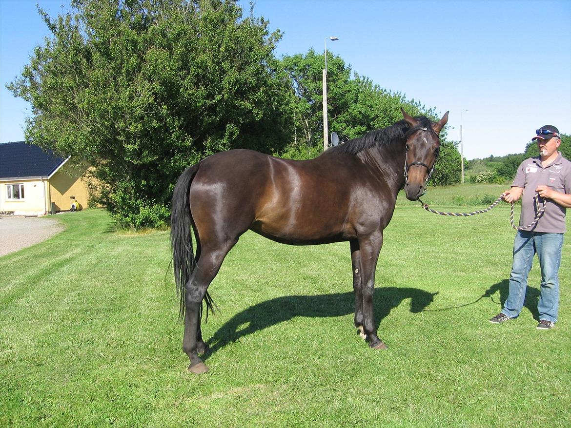 Dansk Varmblod Ulriksmindes Lucky Dice billede 11