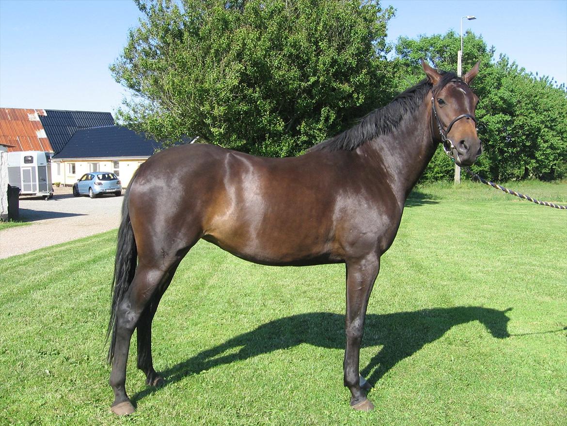 Dansk Varmblod Ulriksmindes Lucky Dice - Juni 2012 billede 12