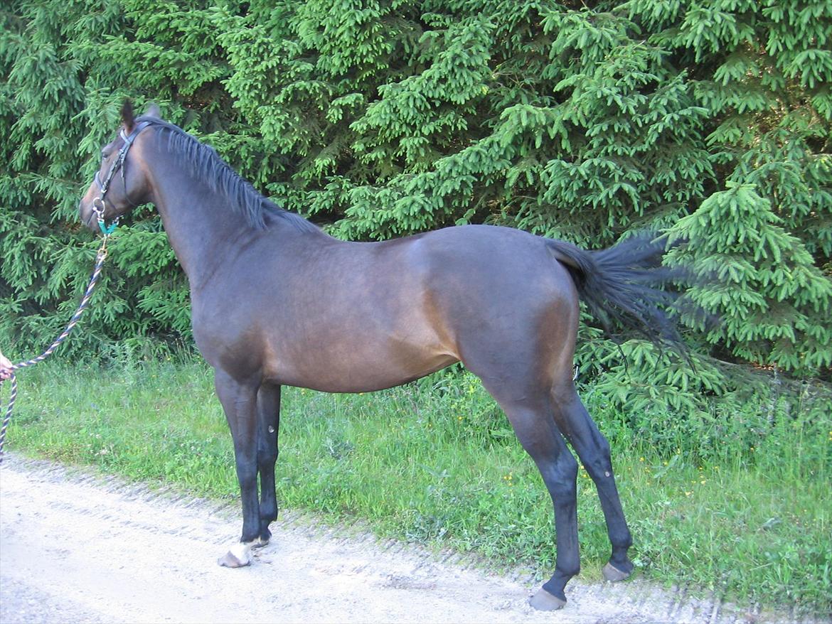 Dansk Varmblod Ulriksmindes Lucky Dice billede 13