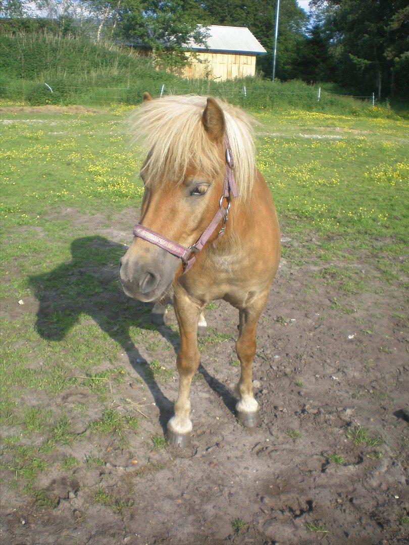 Shetlænder Bella Donna Morsbøl ( Dulle ) - 
taget d. 20.06.12. billede 6