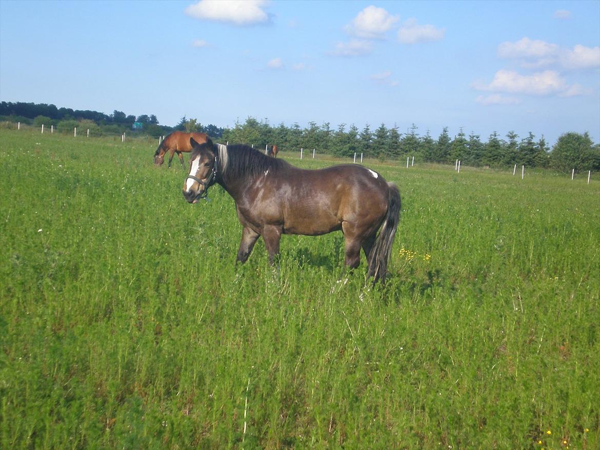 Anden særlig race Chico ( Bamse Far) Himmel pony ( savnet altid ) - 
taget d. 20.06.12. billede 4