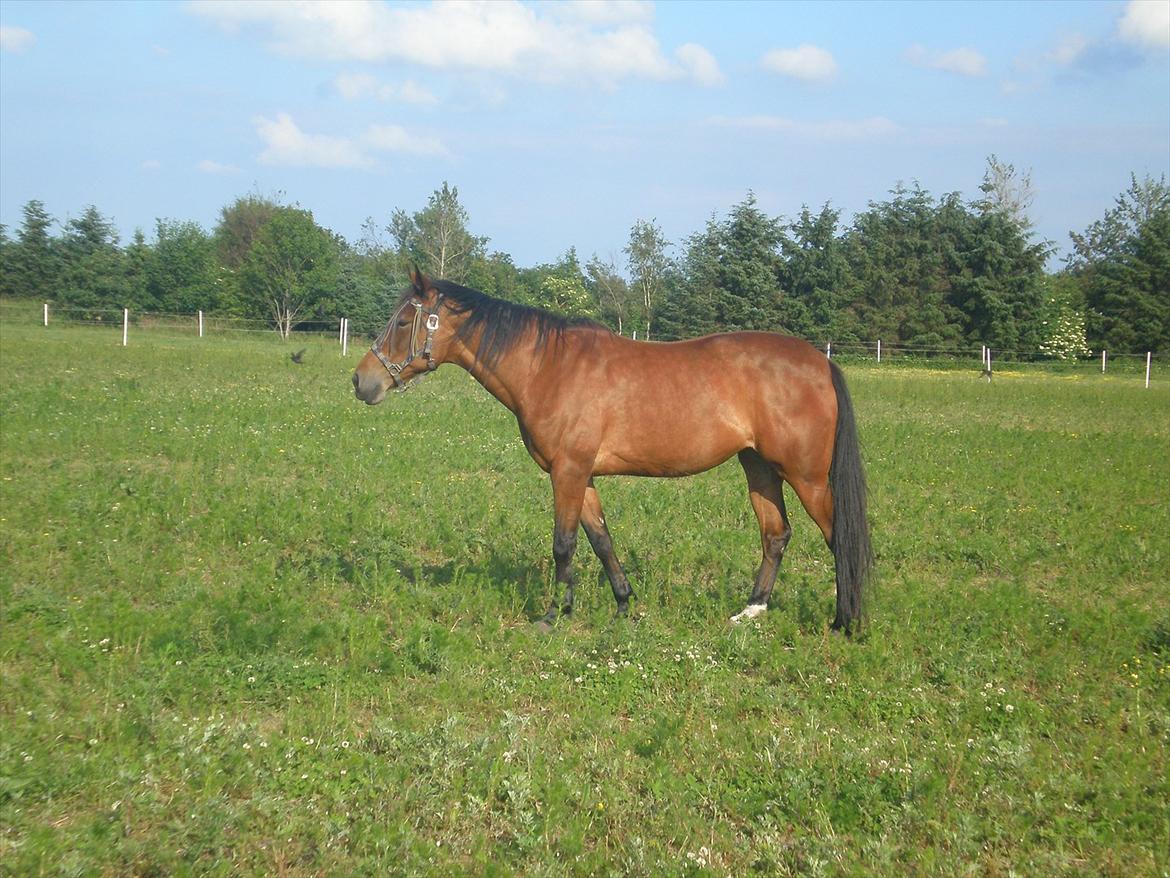 Traver Dear Marika  Himmel hest ( savnet meget) - 
taget d.20.06.12. billede 5