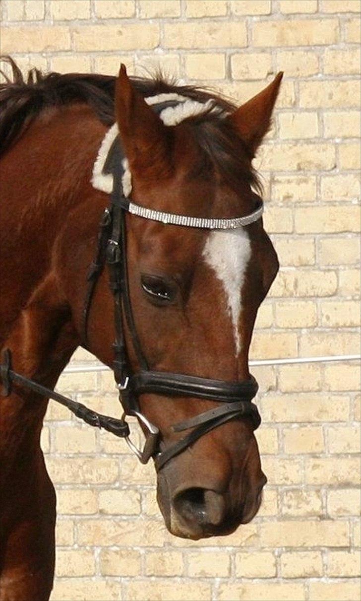 Fuldblod (XX) Sisus - Velkommen til Sius' profil. :-) <3   billede 1