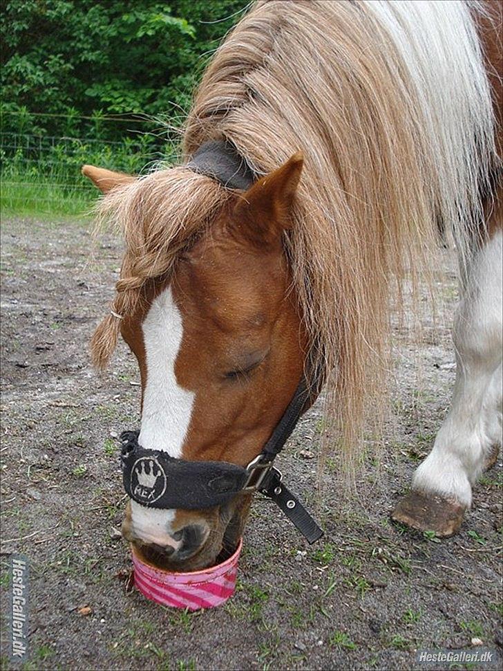 Shetlænder Engbjergaards Lilleprins - Gør livet funny, hav en bette shetlænds pony! :-* billede 11