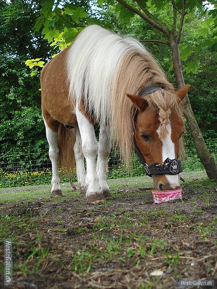 Shetlænder Engbjergaards Lilleprins - Gør livet til en fest
Hav en lille plettet hest! <3 billede 12