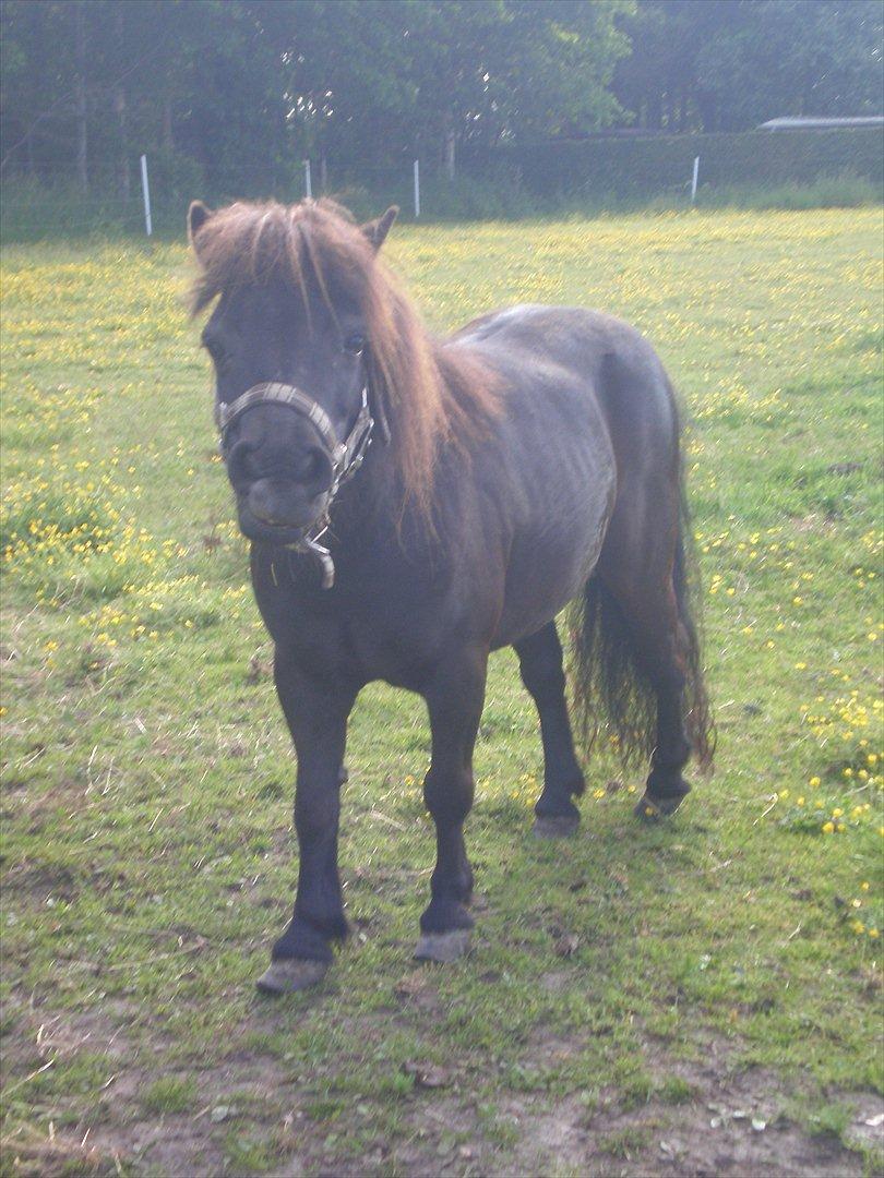 Shetlænder Victoria ( vic ) Himmel pony ( savnet meget ) - 
taget d. 20.06.12. billede 4