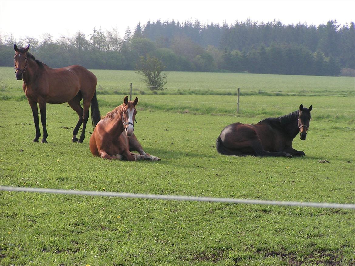 Frederiksborg Hubert. billede 7