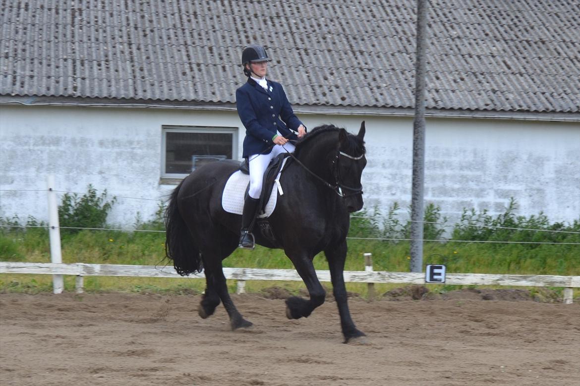 Frieser Zaino af Granly - Zaino til sit første stævne med Sabrina Kyed billede 1