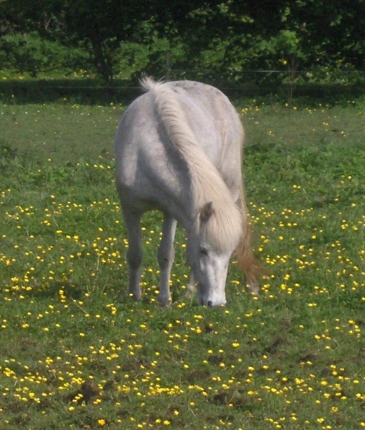 Islænder Nanna fra Hovborg billede 13