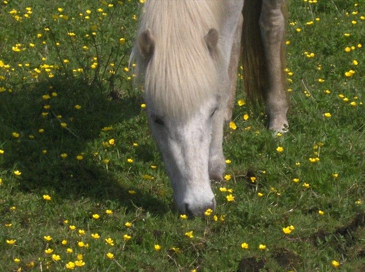 Islænder Nanna fra Hovborg billede 6