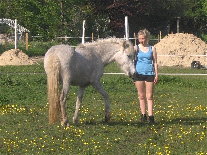 Islænder Nanna fra Hovborg billede 14