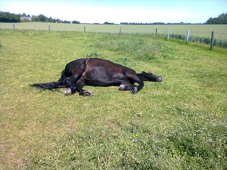 Frieser Olga af Hedegård - olga ligger lige og tager sol billede 11
