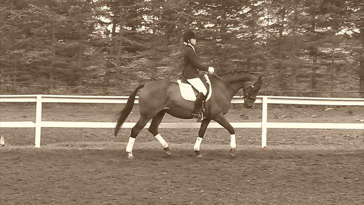 Dansk Varmblod Faster - Lb3, revelhøj Foto: Trine billede 13