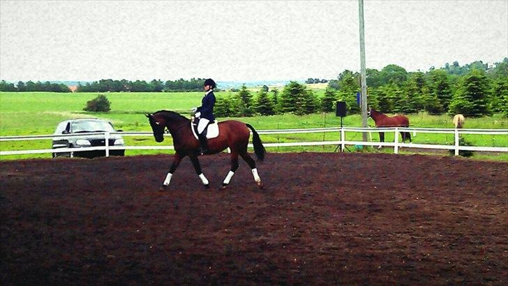 Dansk Varmblod Faster - Lb3, revelhøj Foto: Trine billede 14