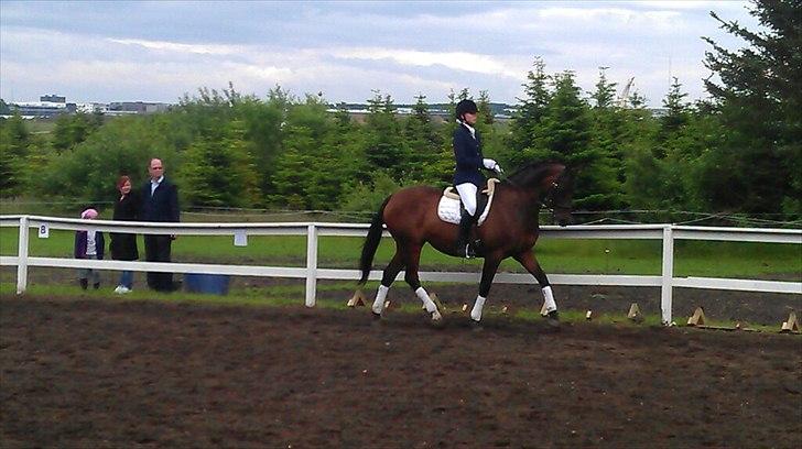 Dansk Varmblod Faster - Lb3, revelhøj Foto: Trine billede 15