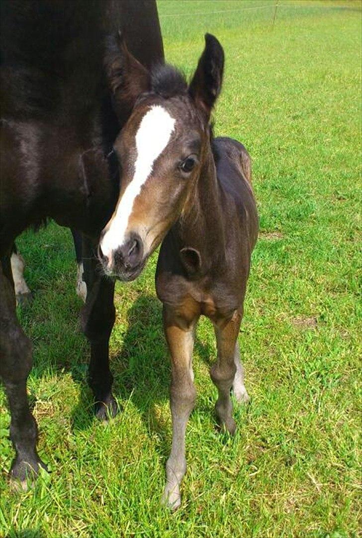 Oldenborg Daisy Pibeholm - Daisy 4 dage gl. billede 7