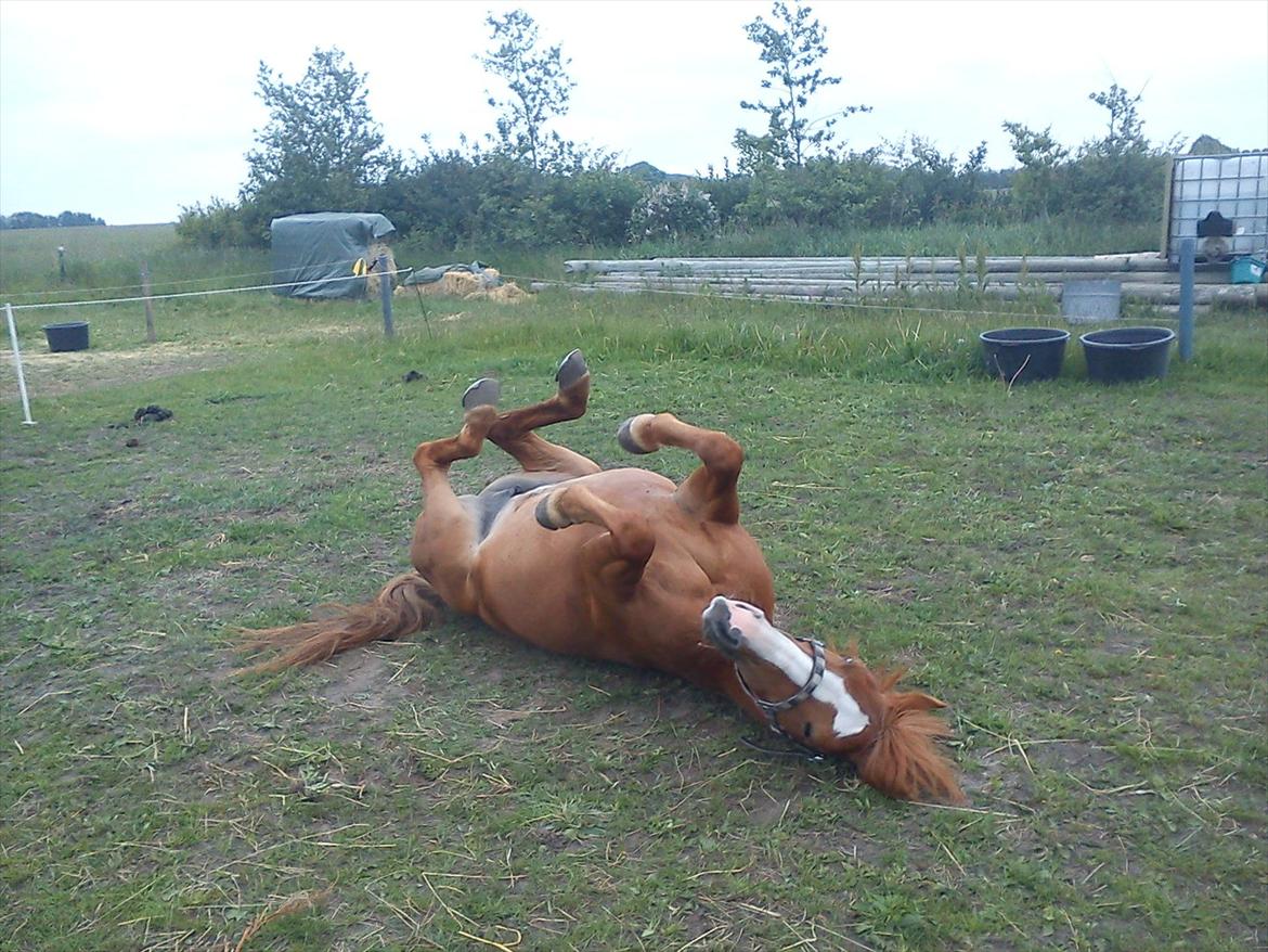 Anden særlig race Angel "My one and only<3" billede 6