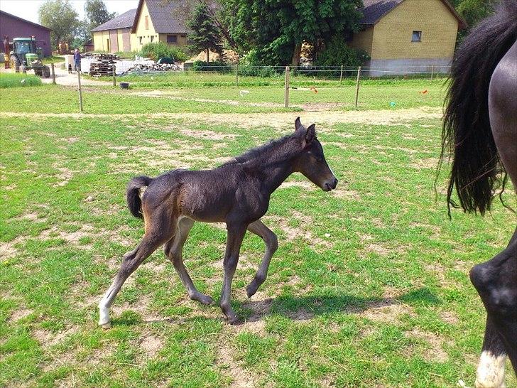 Oldenborg Daisy Pibeholm - Daisy 4 dage gl. billede 8