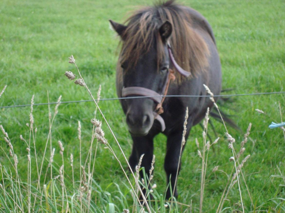 Shetlænder Mini elsket og savne(RIP):'( billede 12