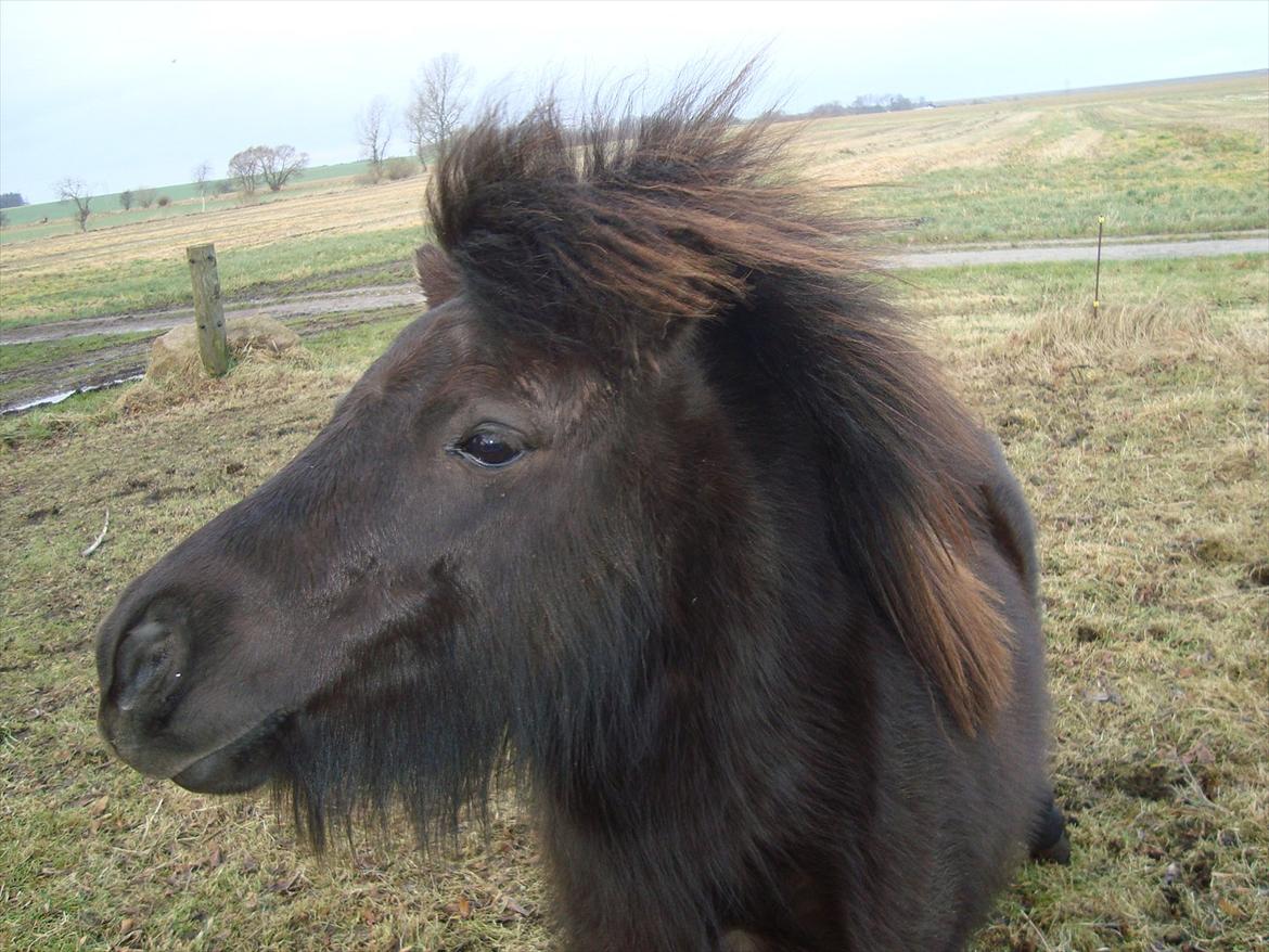 Shetlænder Mini elsket og savne(RIP):'( billede 2