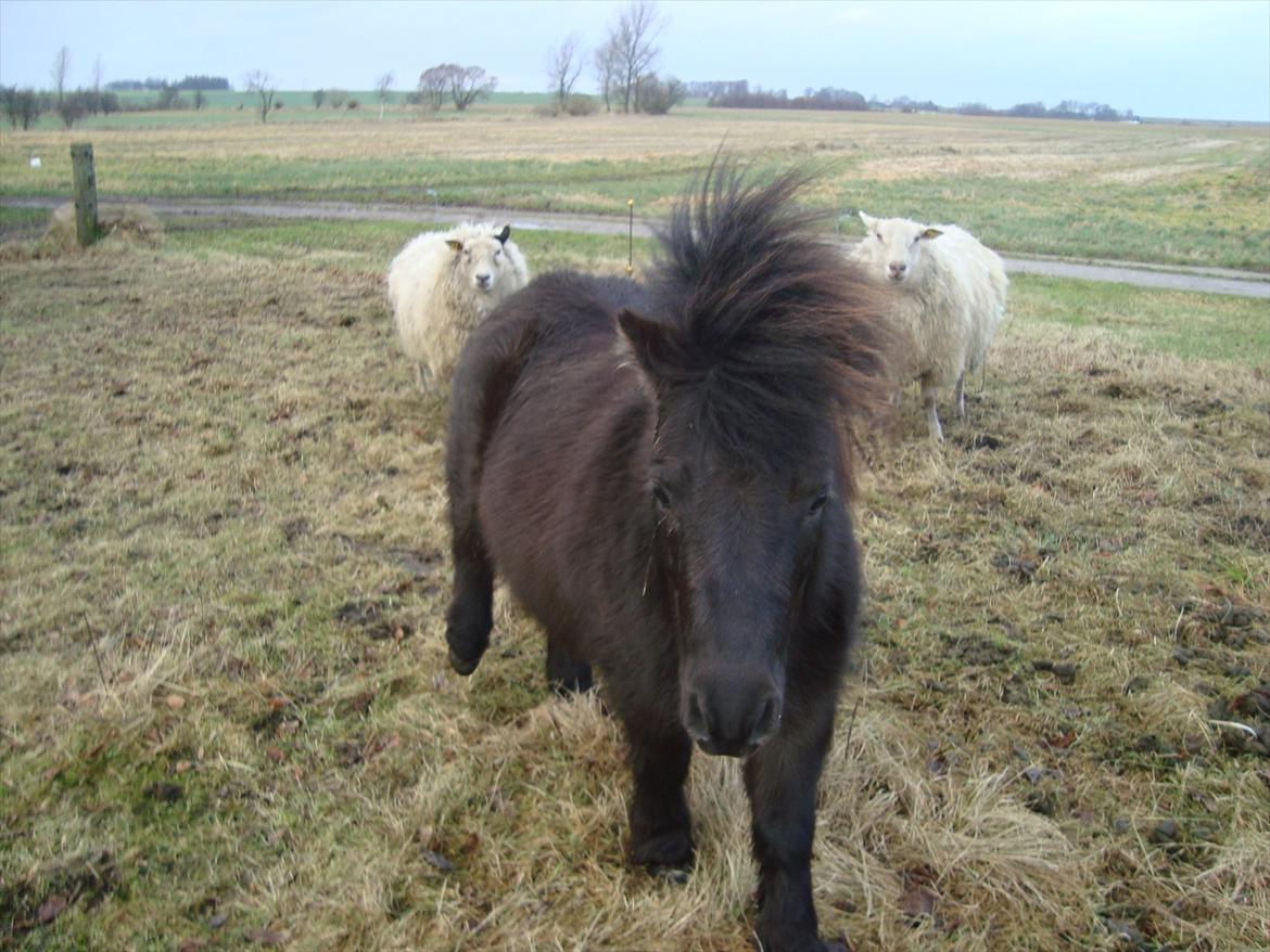 Shetlænder Mini elsket og savne(RIP):'( billede 9