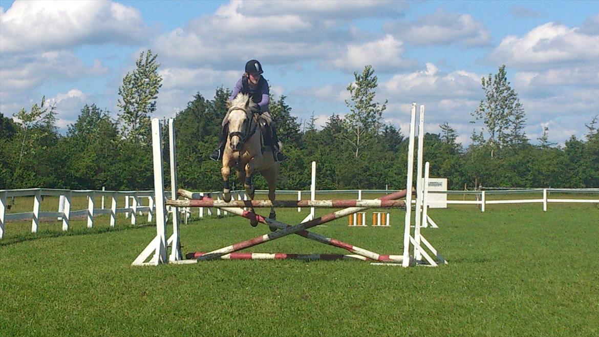 Palomino Fyrstenborgs Golden Hero - 90 cm billede 6