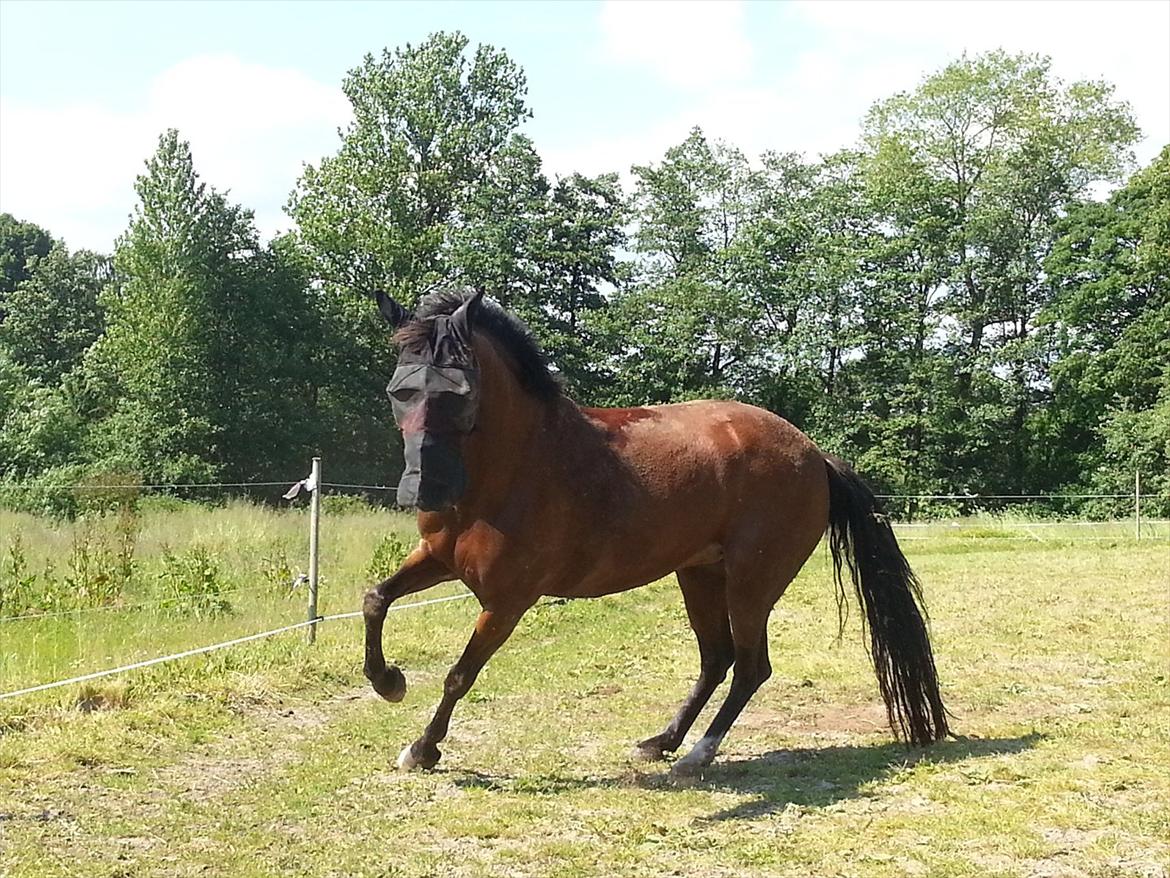 Anden særlig race Cassie billede 6