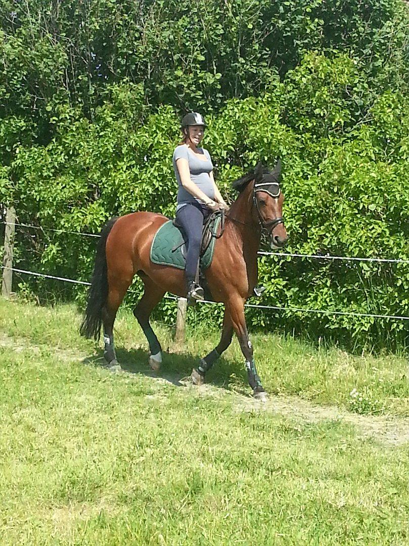 Anden særlig race Cassie billede 7