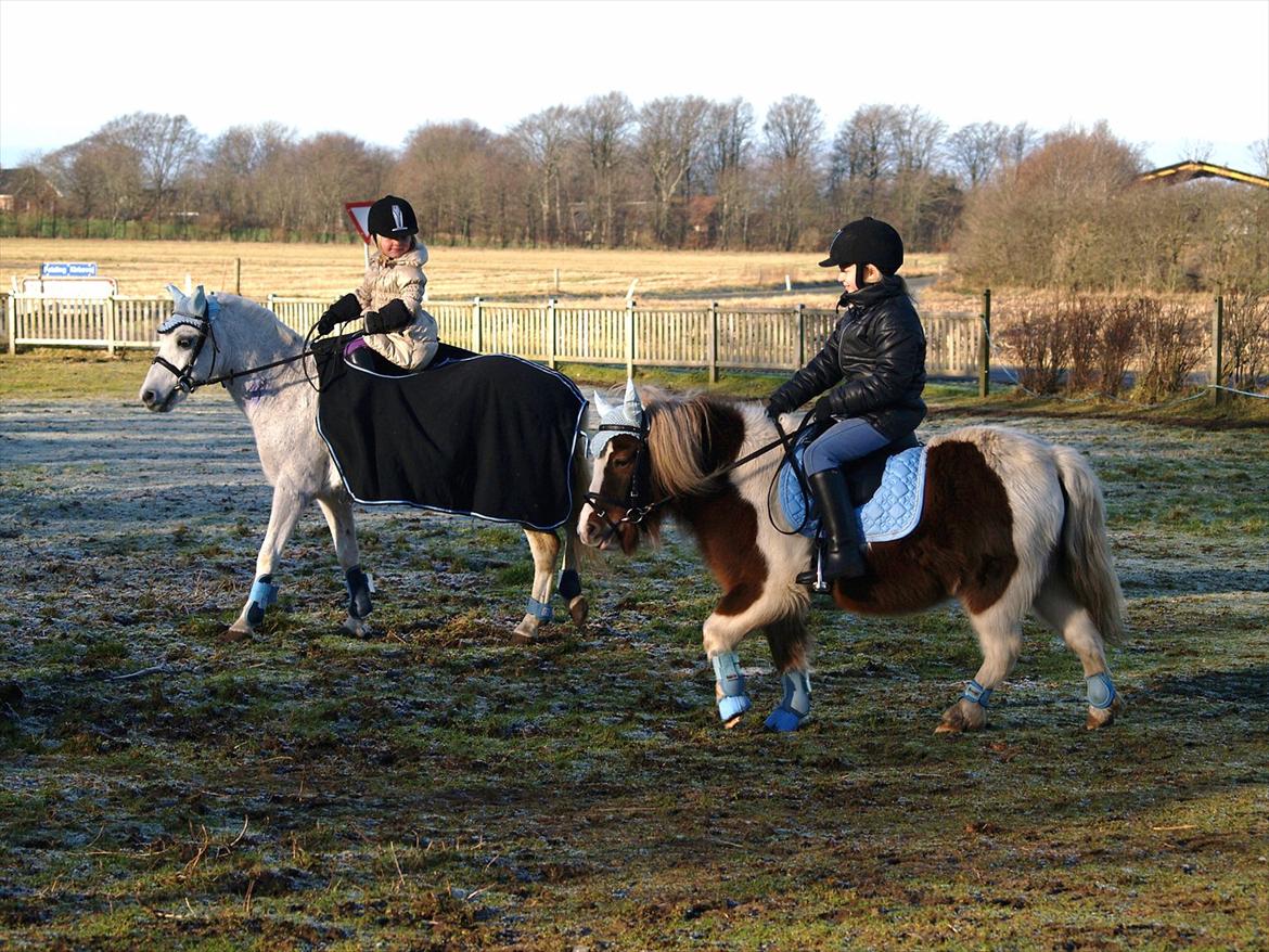 Shetlænder Berta - Januar 2012.  billede 7