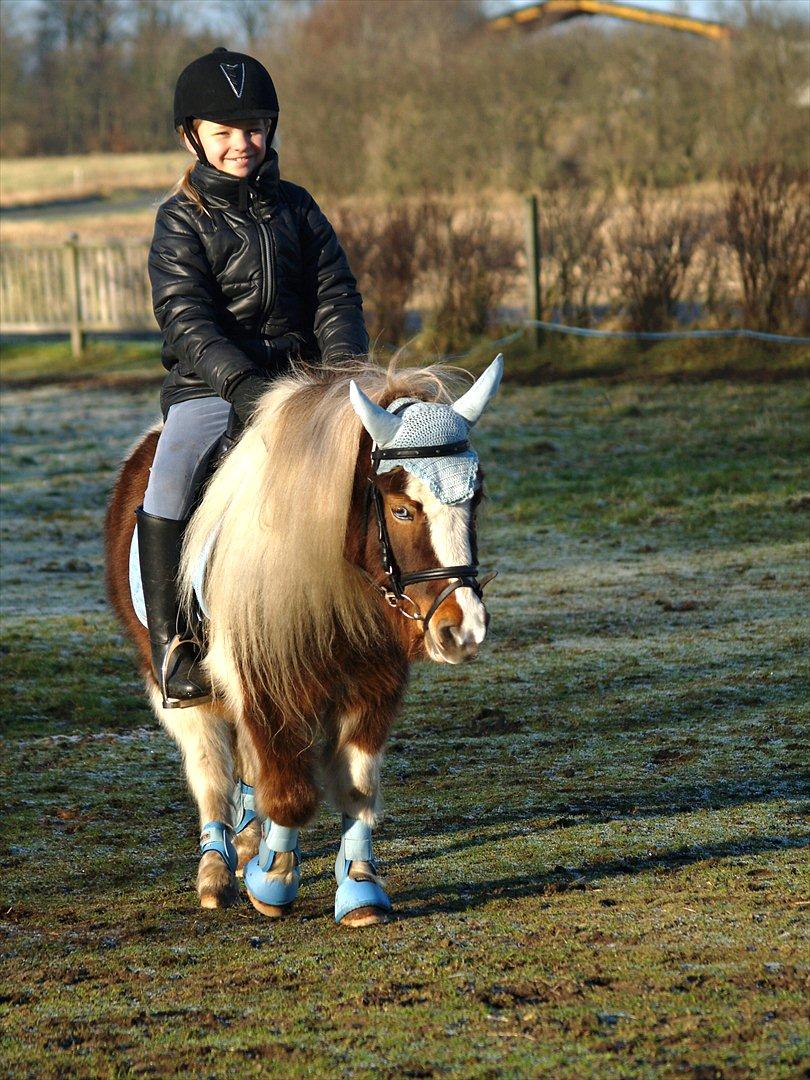 Shetlænder Berta - Januar 2012.  billede 23