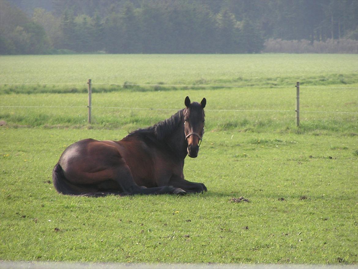 Anden særlig race Lauderdale - lauderdale på folden juni 2012 billede 18