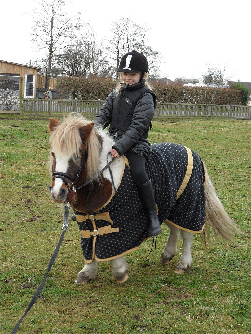 Shetlænder Berta - Første gang med rytter. December 2011. billede 24