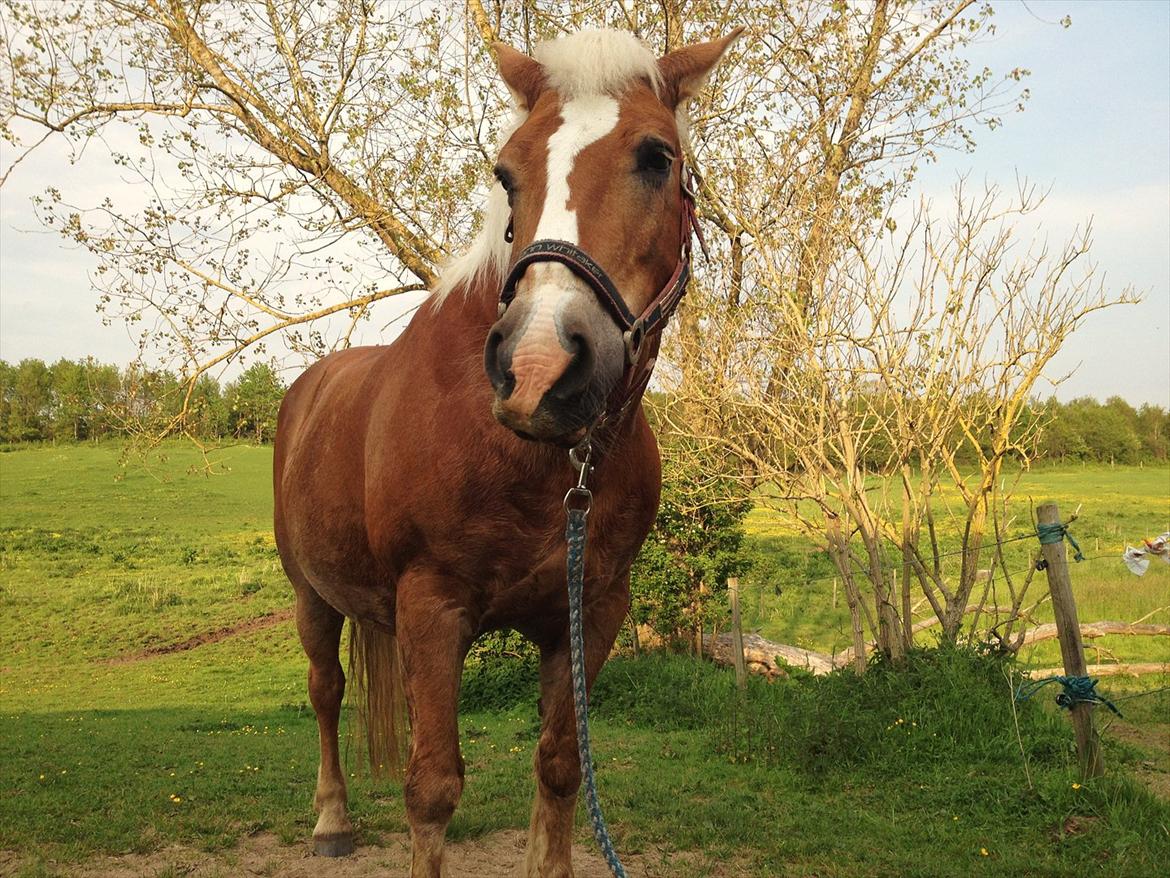 Haflinger Nina [Himmelhest] billede 8