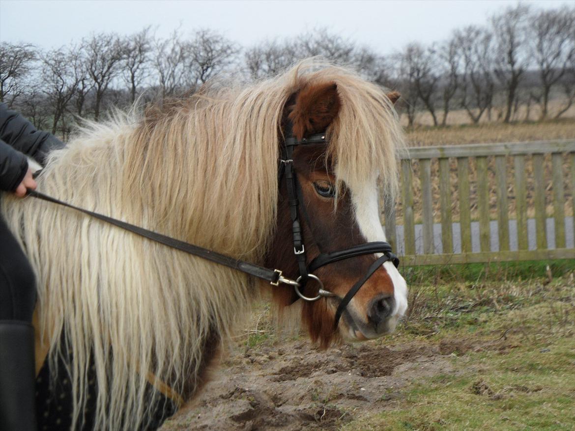 Shetlænder Berta - Første gang med rytter. December 2011. billede 11